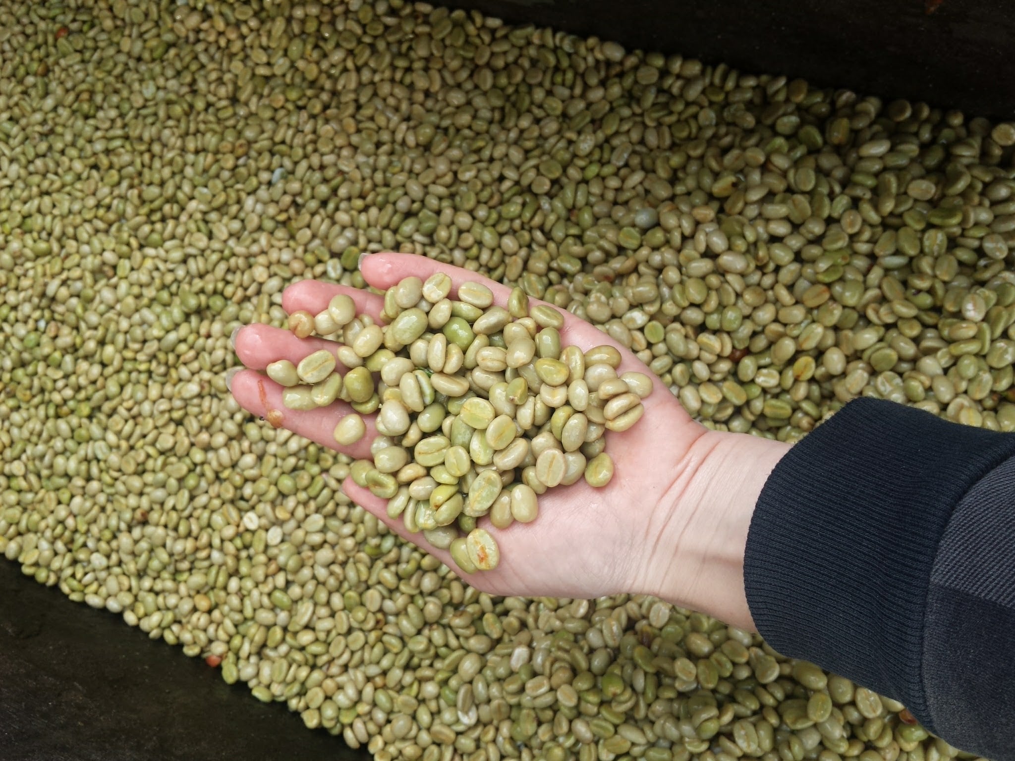 Huila Natural Blend