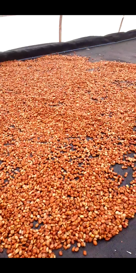 La Maria Red Honey